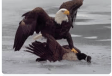 아이스하키 남여 완승 거둔 美...백악관 나서 캐나다 조롱, "너네 국기도 못 하는구나" [2026 동계올림픽]