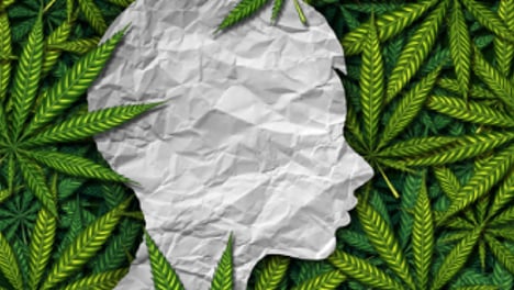 의료용 대마 국회 재도전