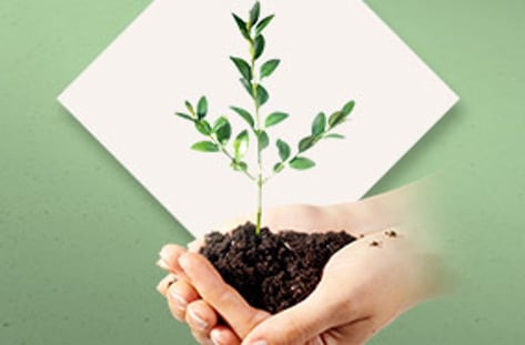 반려식물을 아시나요