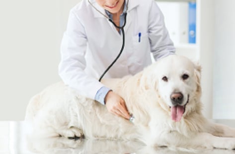 고공행진 펫 헬스케어