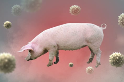 아프리카돼지열병 상륙