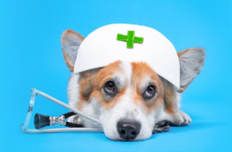 '4조 펫시장' 외면받는 펫보험