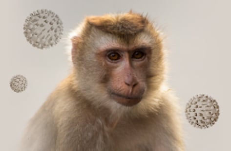 동물의 역습, 울리지 않는 조기경보