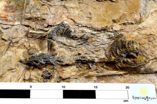 국내 최초 육식공룡 골격 화석 발견…50㎝미만에 두발로 걸어