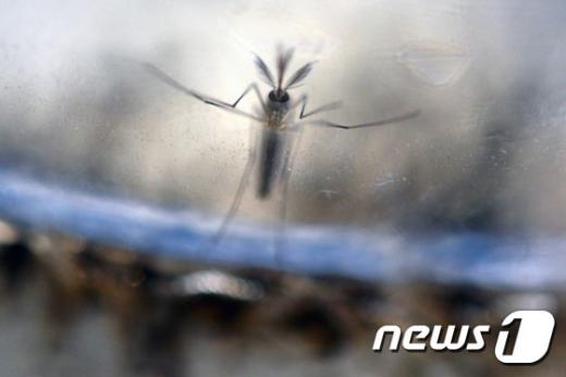 지카 바이러스를 옮긴다고 알려진 이집트숲모기(Aedes aegypti) /사진=뉴스1(AFP 제공)