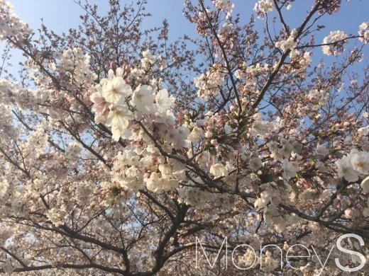 7일 서울 여의도 윤중로에 위치한 일부 벚꽃나무에 꽃이 폈다./사진=이남의 기자.