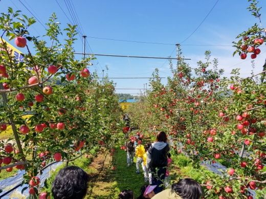 사과 따기 체험을 하는 탐방객들. /사진=한국관광공사(보은군)