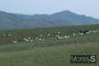 몽골 자전거여행… 이른 아침 초원의 양떼