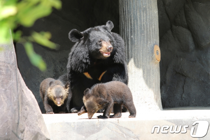 미국 콜로라도주에서 여성 1명을 공격해 숨지게 한 것으로 의심돼 안락사당한 흑곰 3마리 가운데 2마리에게서 숨진 여성의 시신 일부가 발견됐다고 주 야생동물 관계자가 3일(현지시각) 밝혔다. 사진은 기사와 무관함. /사진=뉴스1