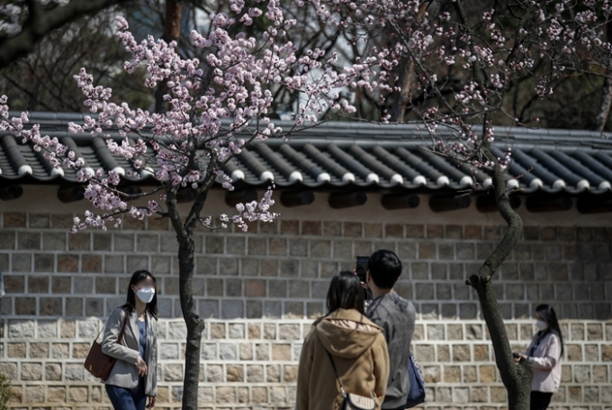 오는 8일 낮 기온이 최고 24도까지 오르며 포근한 날씨를 보인다. 사진은 지난 3일 서울 중구 서울시립미술관 앞 매화나무에서 사진을 찍는 시민들. /사진=뉴시스