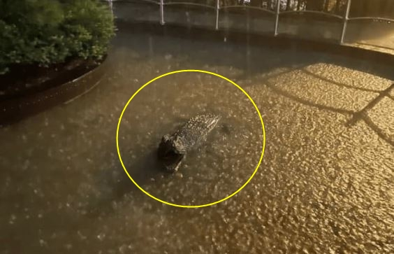 서울 전역에 폭우가 내린 가운데 악어가 서울 도심에 등장했다는 글이 퍼졌다. /사진=온라인 커뮤니티 갈무리