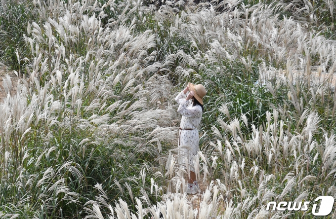 28일 경남 거창군 남상면 감악산을 찾은 관광객들이 만발한 갈대밭 사이로 사진을 찍으며 가을 정취를 만끽하고 있다. (거창군 제공) 2022.9.28/뉴스1