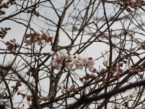 [내일 날씨] 드디어 미세먼지 '보통'… 봄비도 찾아온다