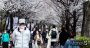 [머니S포토] 봄향기 물씬…시민·상춘객 반기는 서울의 벚꽃