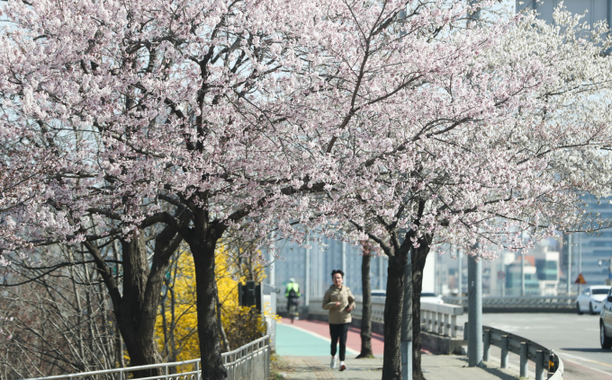 '여의서로 벚꽃길' 4월1일부터 교통통제… 이른 개화 