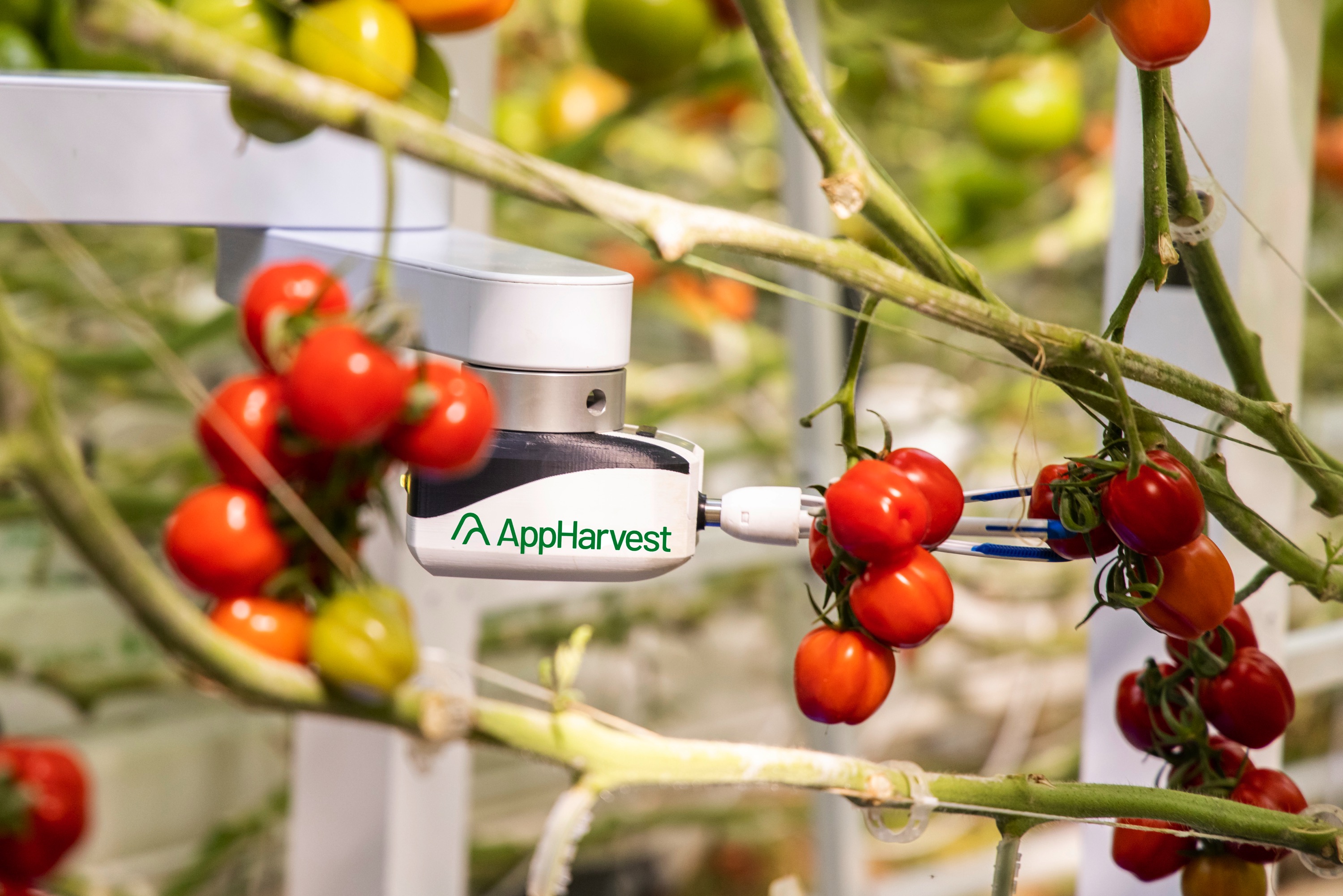 미국의 수직농업 스타트업 앱하베스트의 토마토 재배 솔루션 /사진제공=AppHarvest