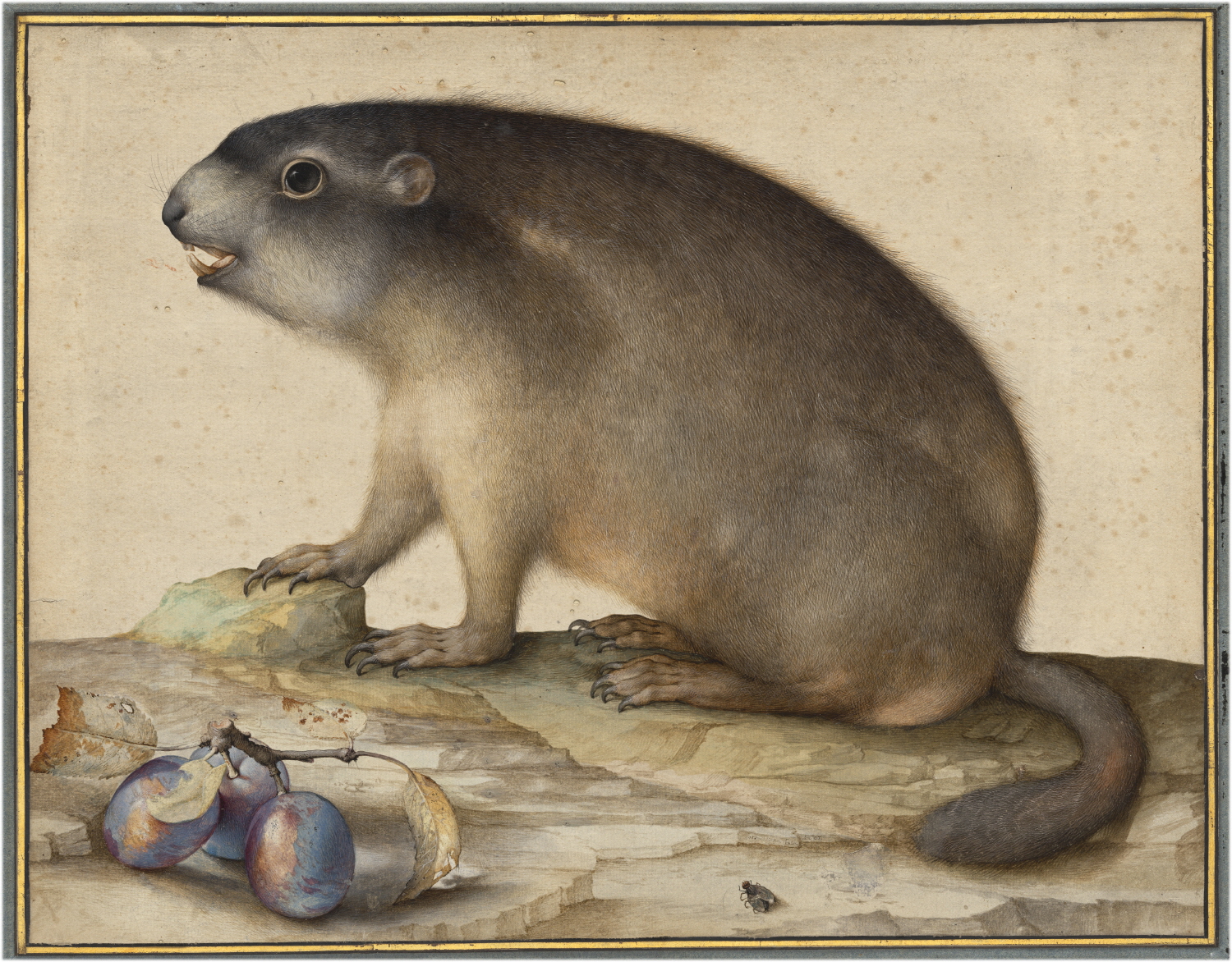 자코포 리고치, <자두나무 가지와 우드척[마멋]>, 1605년(National Gallery of Art)