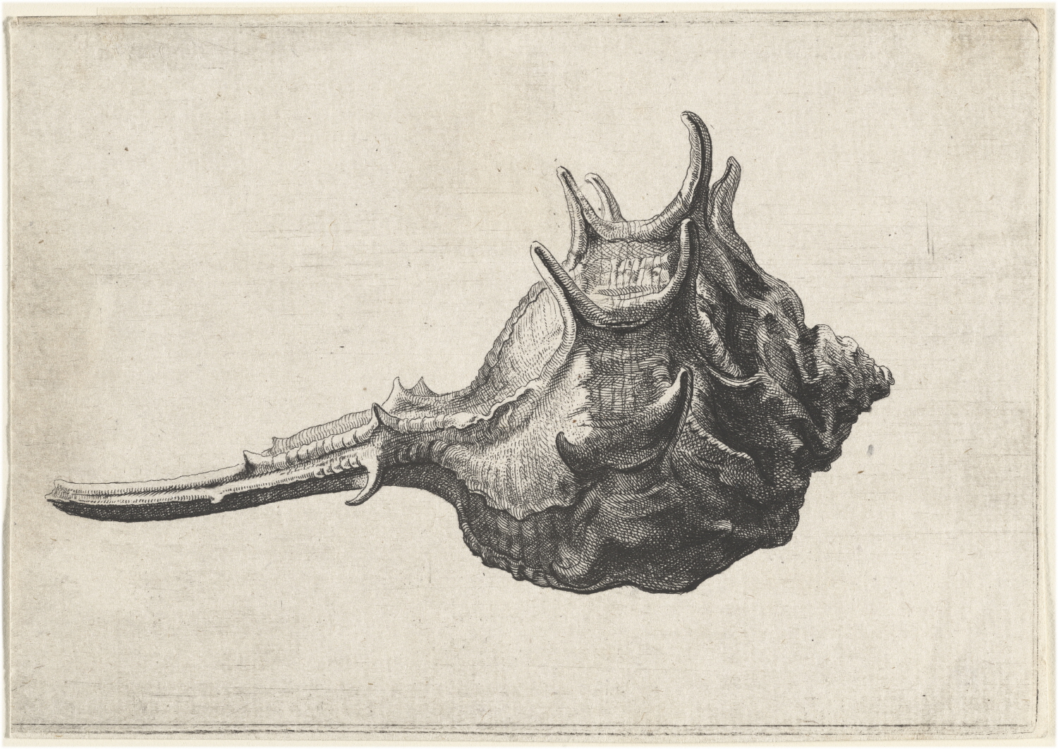 벤체슬라우스 홀라르, <조개껍데기 (대추고둥)>, 1645년경(National Gallery of Art)