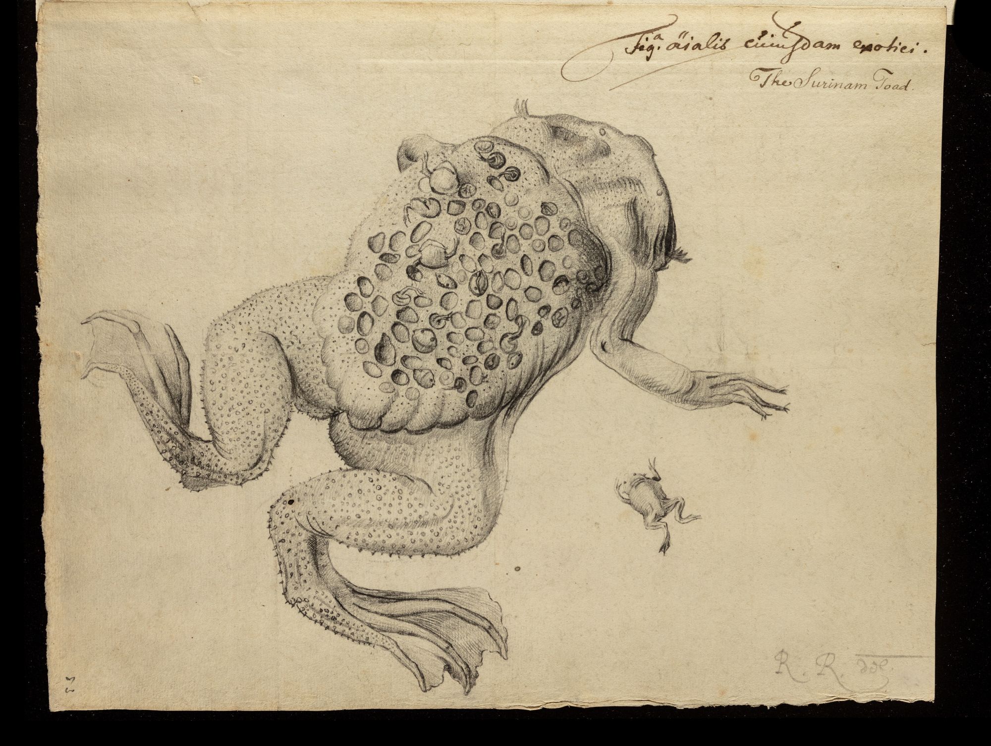 라헬 라위스, <수리남두꺼비에 대한 관찰> 삽화 (Royal Society, London)