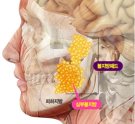 뼈 수술 없이 갸름한 V라인 얼굴이 될 수 있다? '비절개 비절골 안면윤곽술' | 더리더(The Leader) 입법국정전문지
