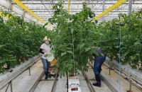 한국농수산대학 교직원, 태풍 피해 농가 일손돕기에 ‘구슬땀’ 흘려