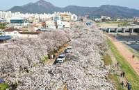 [지자체 NOW]전국 봄 축제 올해도 속속 취소...‘일상회복은 아직’
