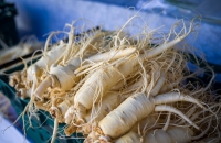 효심까지 녹아든 세계인의 금산 인삼 ‘금홍’