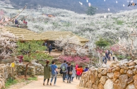 한반도 봄의 전령사, ‘광양’이 활짝 핀다....광양매화축제