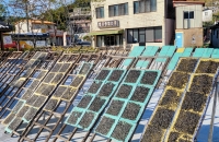 임금님도 감탄한 ‘김’의 뿌리를 찾아서